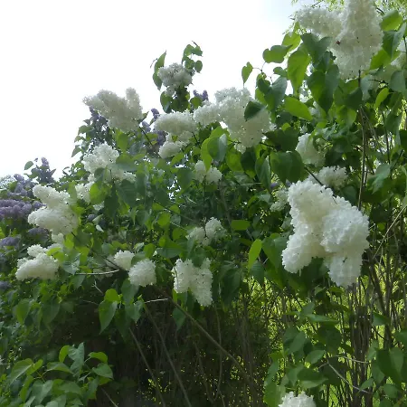 Hotel Rosenau Superior Schloss Rosenau