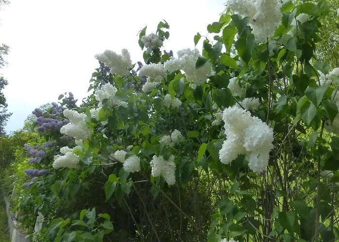 Hotel Rosenau Superior Schloss Rosenau